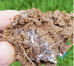 Nymphen der Schilf-Glasflügelzikade, die das SBR-Syndrom übertragen.