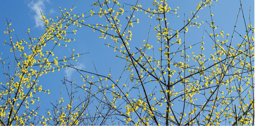 Die Kornelkirsche ist ein Hartriegelgewächs. Ihre zarten gelben Blüten zeigen im Februar den Vorfrühling an.