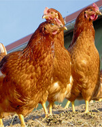 Durch eine Legepause können größere Eier produziert werden.