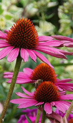 Der Purpursonnenhut kommt mit geringen Wassergaben aus und blüht im Spätsommer prächtig.