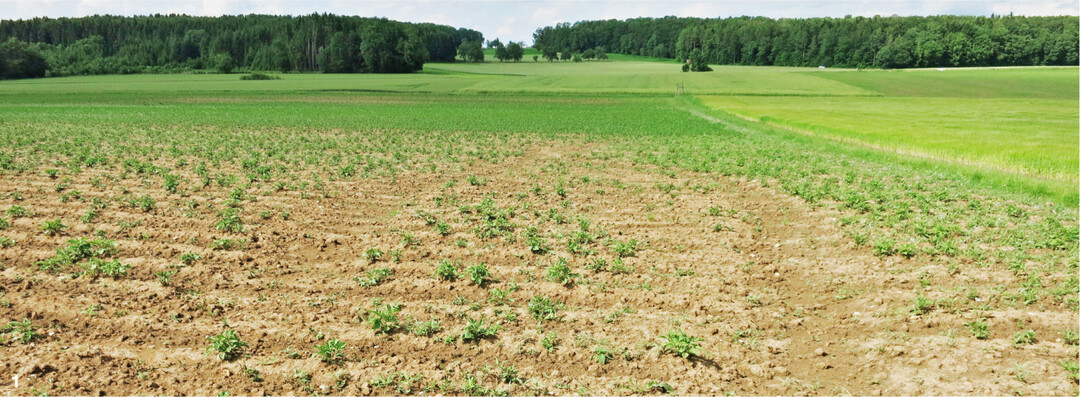 Verschlmmte Bden durch Starkniederschlge wie 2021 frderten den Rhizoctoniabefall.