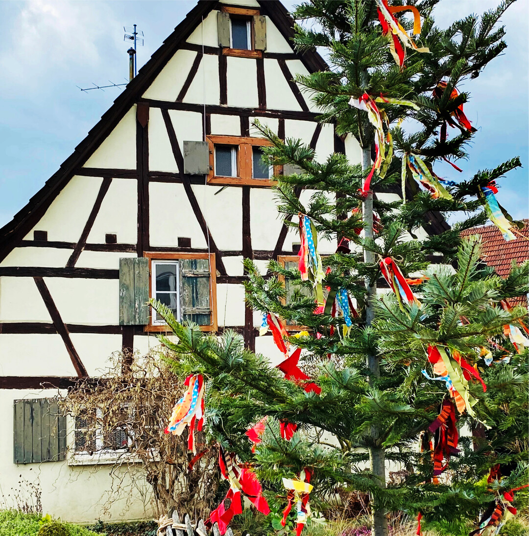 Der Narrenbaum In anderen Jahren steht er zur schwbisch-alemannischen Fasnacht fast in jeder Gemeinde: Der Narrenbaum. In den Pandemiejahren entfllt vielerorts das turbulente Brauchtum. Seit dem vergangenen Jahr gibt es dafr ein anderes Bild zu sehen: Der Weihnachtsbaum wird kurzerhand zum Narrenbaum umfunktioniert und in den Vorgarten gestellt. Mit bunten Bndern und Luftballons dekoriert, haben etliche Familien so ihren privaten nrrischen Baum. Woher der Brauch des Baumstellens an den nrrischen Tagen brigens stammt, darber sind sich Experten uneinig. Eine Vermutung ist, dass der Baum ber die Stadtgrenzen hinaus zeigen sollte, dass die Narren ab jetzt das Sagen haben. Je hher und krftiger der Baum, umso mchtiger war auch das nrrische Volk, das zu ihm gehrt. Der Freiburger Brauchtumsforscher Werner Mezger vermutet, dass die Ursprnge des Narrenbaums im „Blockziehen" liegen. Bei dem Brauch, der seit dem 15. Jahrhundert belegt ist, haben einst alleinstehende Mdchen und Frauen – unter viel Spott und Hohn – einen nackten Baumstamm durch die Gassen gezogen, aus dem sich der passende Mann schnitzen lsst. Eine weitere Theorie ist, dass vor Jahrhunderten zur bevorstehenden Fastenzeit kleine, geschmckte Bumchen mit sich herum getragen wurden. rue