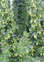 Die guten Ernten der vergangenen Jahre führen zu wachsenden Hopfenvorräten.