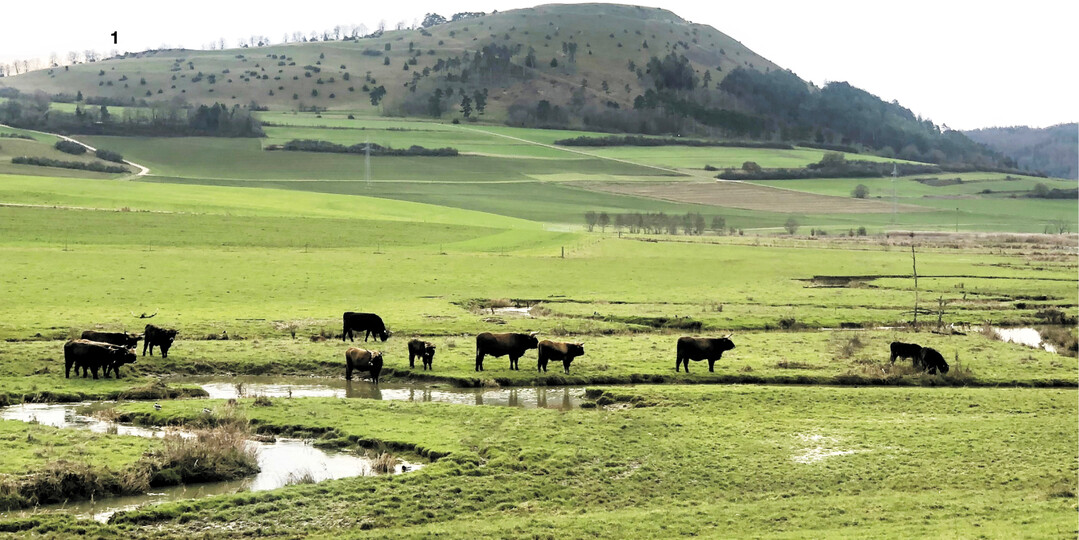 Blick auf den Ipf. Bei dem Hügel handelt es sich um den Sitz eines ehemaligen Keltenfürsten. Heute gilt der Ipf als mögliches, baldiges Weltkulturerbe, eingebettet in die natürliche Flusslandschaft mit angesiedelten Aucherochsen auf den Wiesen.