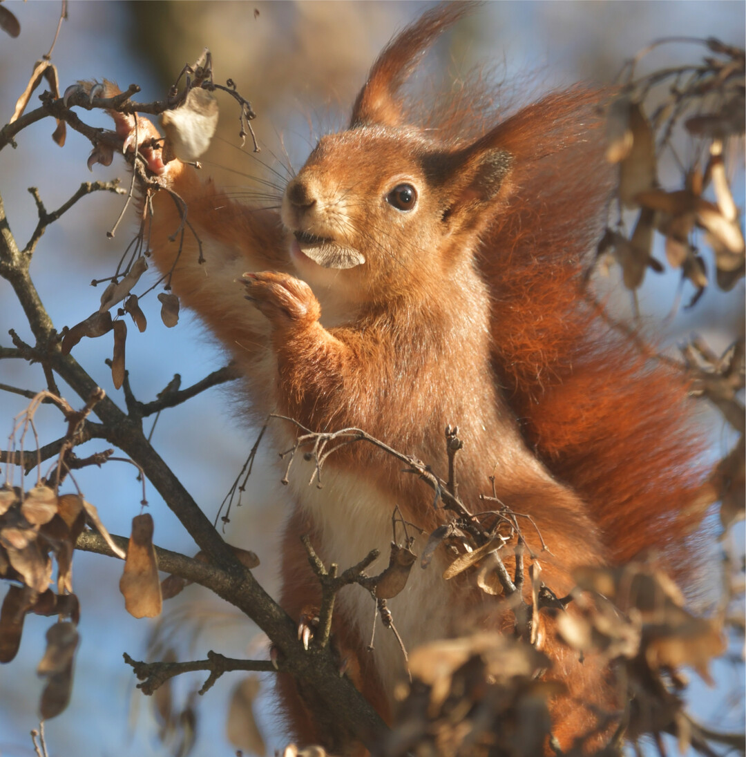 Die Reste des Vorjahres Die Tage werden länger und die Eichhörnchen wieder munterer. Sie unterbrechen ihre Winterruhe, um Nahrung zu suchen. Dazu greifen sie auf die von ihnen versteckten Nüsse und Samen zurück. Alle finden sie aber nicht. So bedienen sie sich, wie hier zu sehen, auch gern an anderen Früchten des vergangenen Jahres. Ein kleiner Ahornbaum trägt noch reichlich Samen, so viele, dass gleich mehrere Eichhörnchen gleichzeitig in seiner Krone saßen. Womöglich hat die lange Reifezeit der Samen und die Frosteinwirkung sie sogar noch bekömmlicher für die hübschen Nager gemacht. fs