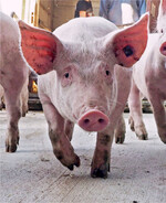 Mastferkel werden wieder besser bezahlt.