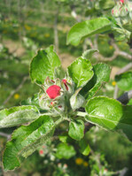 Rückstandsarme Produktion beginnt bereits mit dem Start der Vegetation.