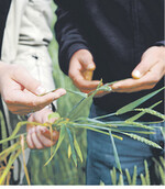 Das Resistenzmanagement hat einen zentralen Stellenwert in der Pflanzenschutzstrategie.