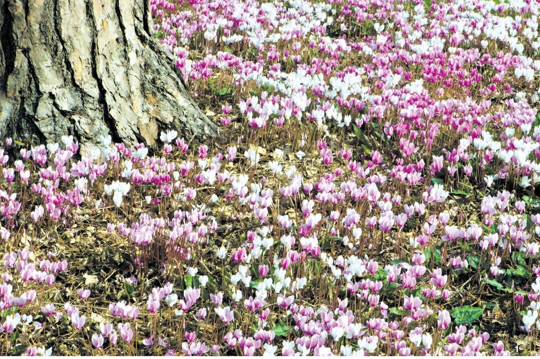 Ungestört entwickeln Frühjahrs-Alpenveilchen bunte Blütenteppiche.