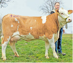 Die Kollektion der Fleckvieh-Jungkühe wurde von einer Waldbrand-Tochter aus dem Betrieb Gommel, Ditzingen angeführt. Sie erzielte mit 2280 Euro den Tageshöchstpreis.