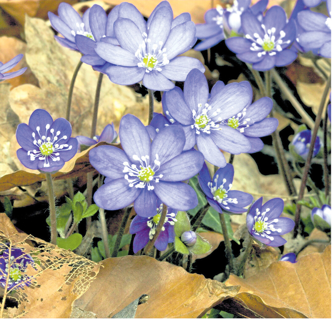 bild der woche Die ersten Frühlingsblüher strahlen vorwiegend in den Farben Gelb, Weiß, Rosa und Blau, wie die „Märzenblümchen" oder Leberblümchen (Anemone hepatica). Kräftige warme Rottöne zaubert die Natur dann im Sommer. Aber die roten Tulpen? Sind gezüchtet. Die Wilde Tulpe (Tulipa sylvestris) blüht in zartem Gelb.