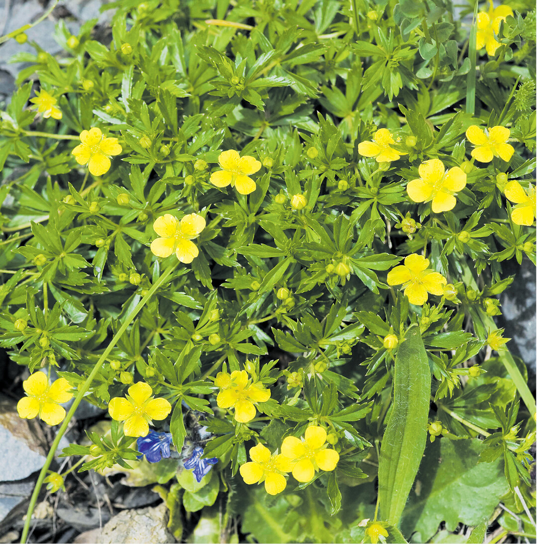 Die Blutwurz gehrt zu den Rosengewchsen. Diese haben in der Regel fnf Bltenblttchen, die Blutwurz dagegen nur vier. Ihre heilkrftige Wirkung kommt aus dem Rhizom (Wurzelgeflecht), das bis zu 20 Prozent Gerbstoffe enthlt. Schneidet man in die Wurzel, luft sie blutrot an. Frher wurden Wolle und Leder mit dem Wurzelrot gefrbt. In der Naturheilkunde wird aus der im Mrz/April ausgegrabenen Wurzel Tee, Tinktur, Salbe oder Blutwurzwein zubereitet. Innerlich angewandt hilft Blutwurz bei Darmerkrankungen, uerlich bei Entzndungen der Mund- und Rachenschleimhaut, bei Ekzemen und Wunden.