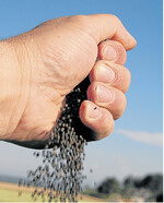 Raps bleibt in der EU bis zur Ernte knapp. Dagegen setzt das weltweit große Ölsaatenangebot den Rapspreisen Grenzen.