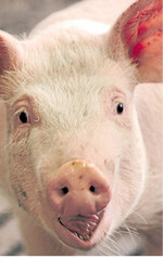 Die Eber waren Thema bei einer Tagung des Beratungsdienst Schweinehaltung Sigmaringen.