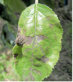 Massiver Blattschorfbefall.