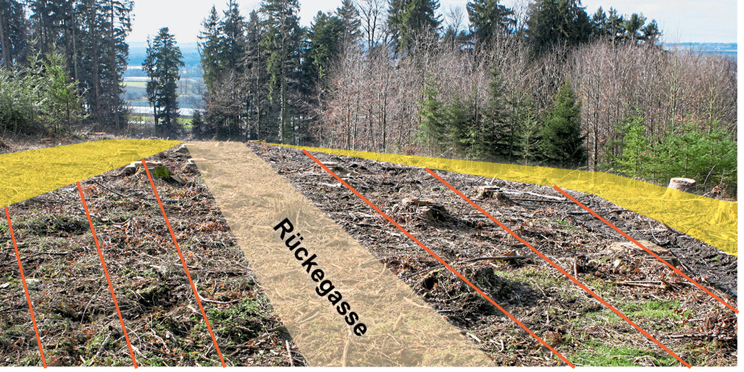 Vor der Pflanzung sollte die Kulturfläche entsprechend vorbereitet werden. Das beginnt idealerweise bereits bei der Holzernte. Danach werden auf der Fläche Rückegassen und Pflanzreihen (orange) abgesteckt. Abstände zu Wegen und Altbeständen (gelb) sind zu beachten. So lässt sich die effektive Pflanzfläche und damit die Pflanzenzahl ziemlich genau berechnen.