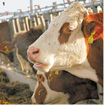 Ackerbohnen können ohne Behandlung in Milchviehrationen eingemischt werden.