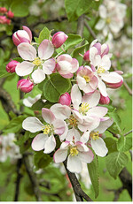 Ein fachgerechter Obstbaumschnitt, bei dem die Lebensgesetze beachtet werden, ist die Grundlage für einen reichen Fruchtertrag.
