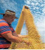Zu trocken oder zu nass: Beides ist nicht optimal für Sojabohnen, wie derzeit in Südamerika. Das Foto zeigt die laufende Bohnenernte in Brasilien.