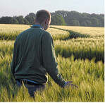 Ist Pflanzenschutz nötig? Hier hilft, im Bestand das Erreichen von Schadschwellen zu prüfen.