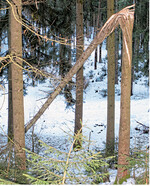 Die hohe Schneelast hat so manchen Baum niedergerungen.