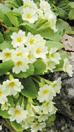 Die heimische Stängellose Schlüsselblume (Primula vulgaris), ist eine Vorfahrin der Garten-Primeln.
