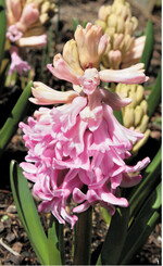 Im Garten braucht die Hyazinthe einen sonnigen, trockenen Standort.