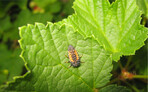Auch die Nützlinge wie hier eine Marienkäferlarve sind im Frühjahr wieder vermehrt im Weinberg anzutreffen.
