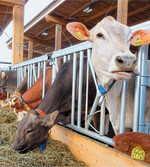 Kühe bleiben gesund, wenn sie bedarfsgerecht gefüttert werden.
