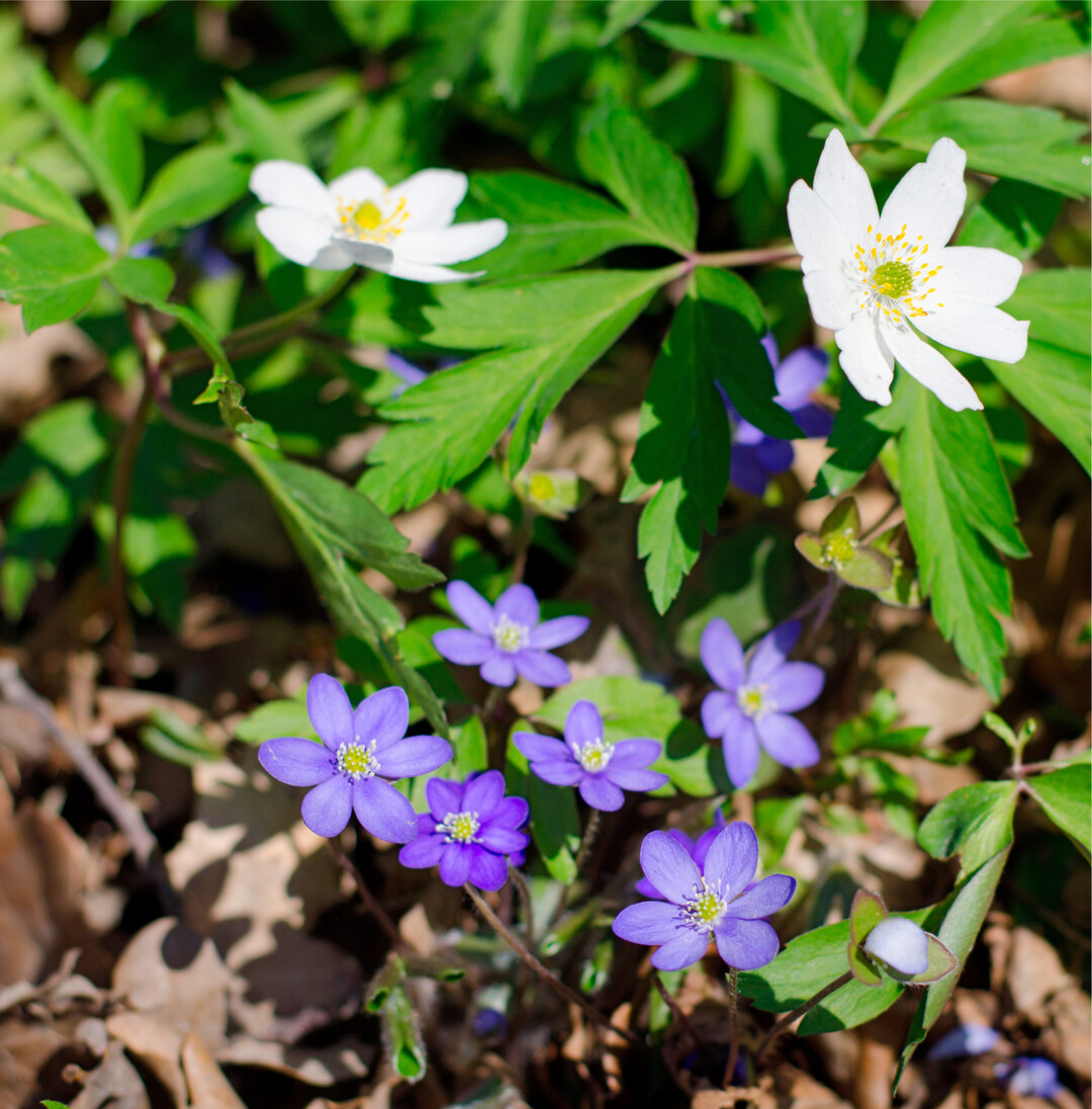 Für die Meteorologen beginnt der Frühling am 1. März. Der kalendarische Frühlingsanfang richtet sich nach der Tag- und Nachtgleiche, das ist in diesem Jahr am 20. März. Im Wald zeigen sich bald die ersten Frühlingsblüher wie die blauen Leberblümchen, auch Märzenblümchen genannt, und die Buschwindröschen.