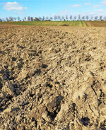 Gepflügte Flächen sollten nach ergrauen der Furchenkämme geeggt werden.