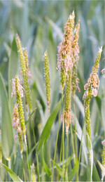 Wer jetzt nicht reagiert, dem blüht im wahrsten Sinne des Wortes bald der Ackerfuchsschwanz. Einige verfügbare Mittel wirken zugleich gegen Windhalm, sofern dieser nicht resistent ist.