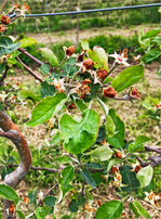 Vertrocknete, braune Blütenblätter am Ende der Apfelblüte sind ein Indiz für Befall durch den Apfelblütenstecher.