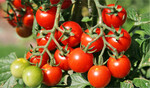 Eine reiche Tomatenernte ist auch bei ungünstiger Witterung nur mit den richtigen Sorten möglich.