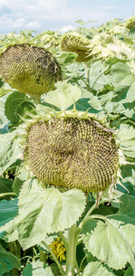 Die Sortenwahl ist die Grundlage für einen erfolgreichen Sonnenblumenanbau.