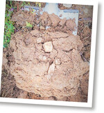 Eine Spatentiefe genügt, um sich einen Überblick über den Zustand des Weinbergsbodens zu verschaffen.