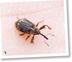 Der Apfelblütenstecher sticht die Blütenknospen zur Eiablage an.