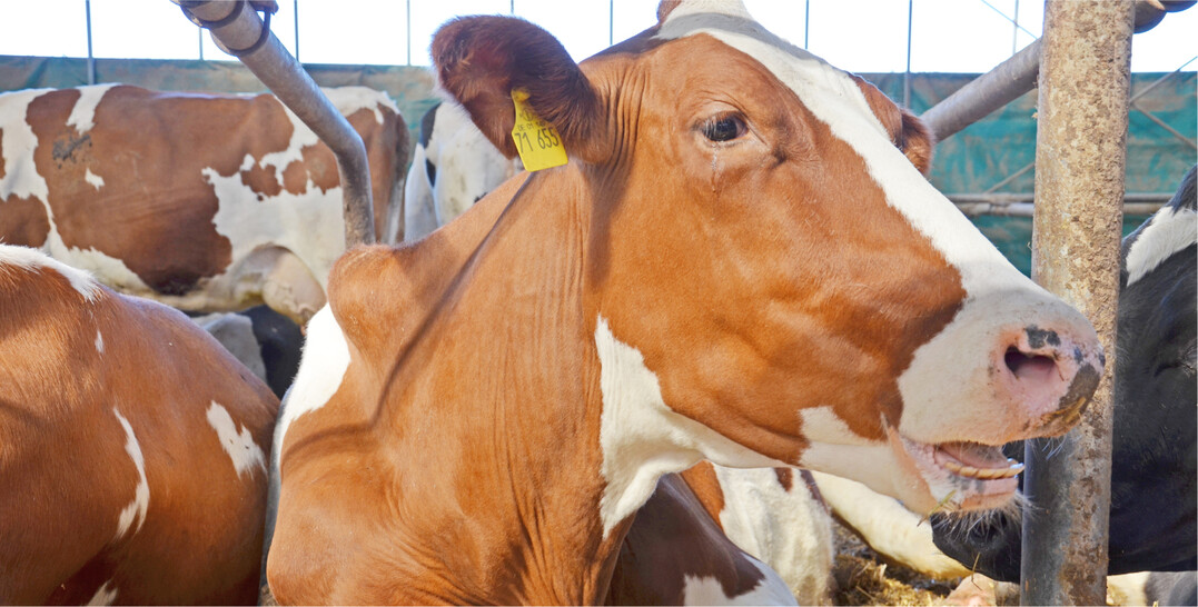 Subklinisches Milchfieber beeintrchtigt das Wiederkauen der Khe. Sie fressen weniger und ihre Wiederkauaktivitt geht zurck.