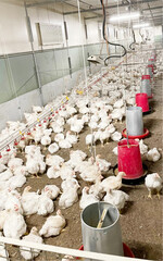 N- und P-reduzierte Fütterung ist unabhängig vom Tageszunahmeniveau realisierbar.