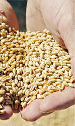 Zur kommenden Ernte wird weltweit möglicherweise weniger Weizen erzeugt als es bisher üblich war.