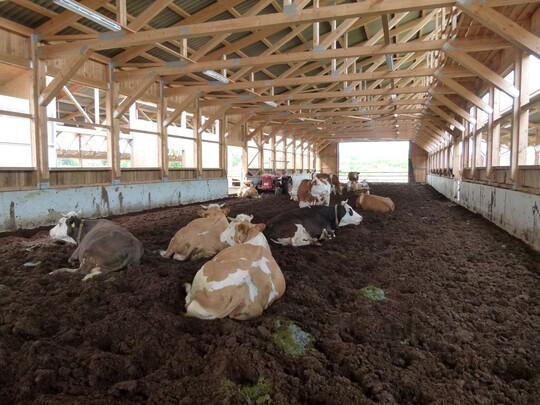 Gem�tlich liegen: Die Kompostliegefl�che auf dem Betrieb Stehle.