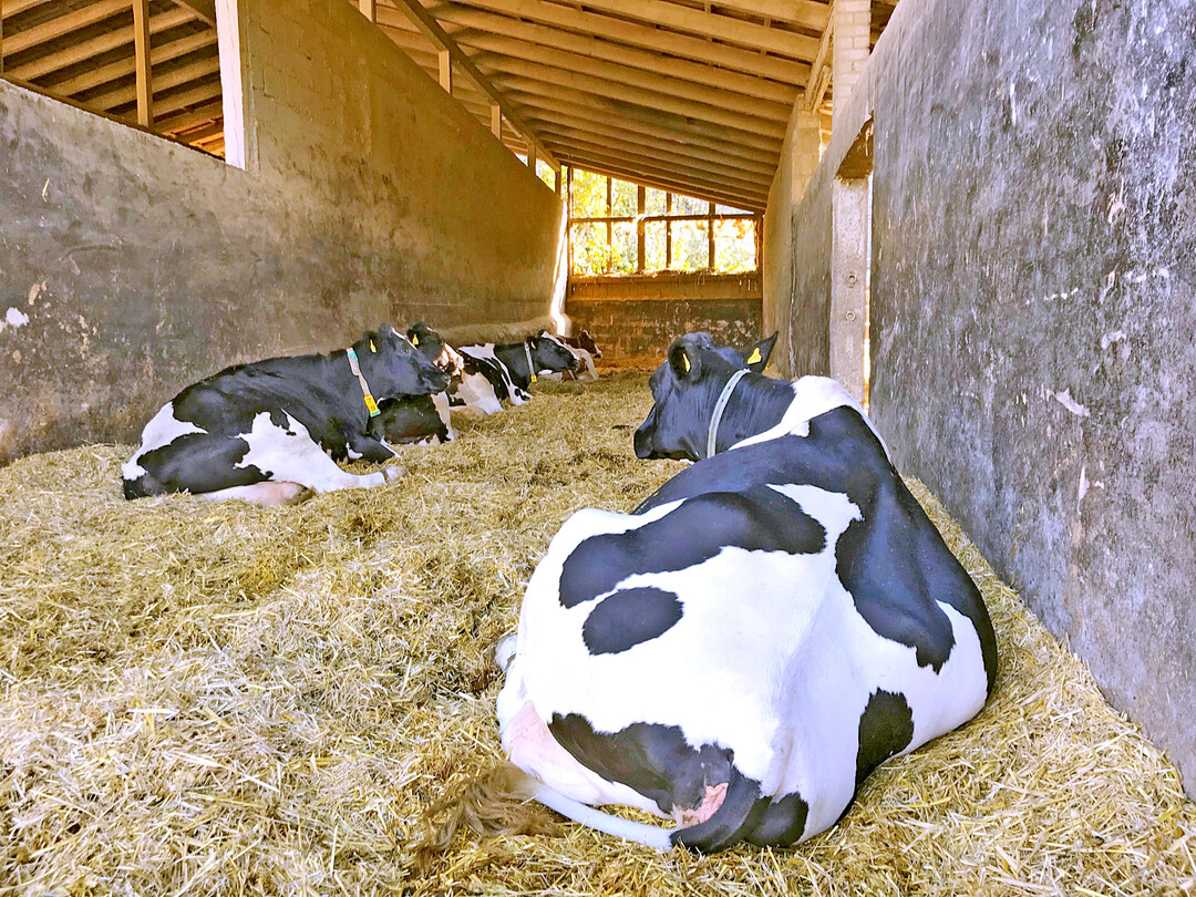 Immer gut eingestreut: Abkalbe- und Krankenstall.