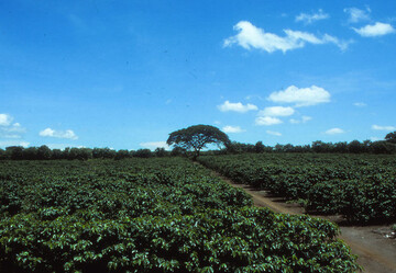Artenarmer Sonnenkaffee aus Nicaragua.