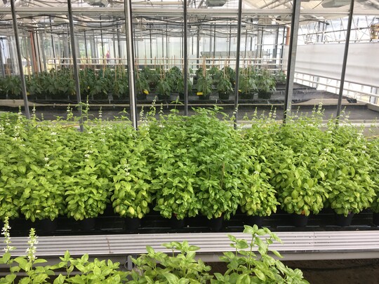     Auch Basilikum zeigte bei diesem Pflanzenversuch mit Biostimulanzien eine intensivere Blattf�rbung. 