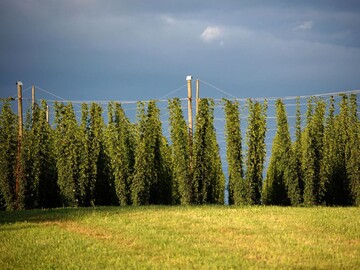 Tettnanger Hopfen 