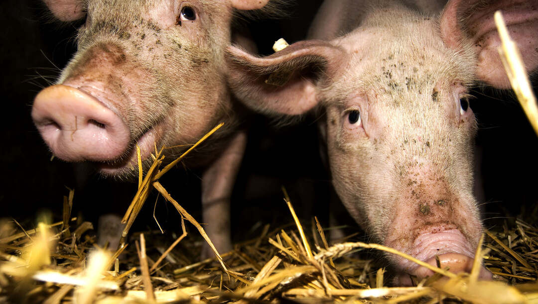 Schweine auf Stroh