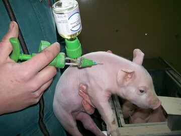 Ab 2014 drfen in den Niederlande Ferkel nicht mehr kastriert werden. 