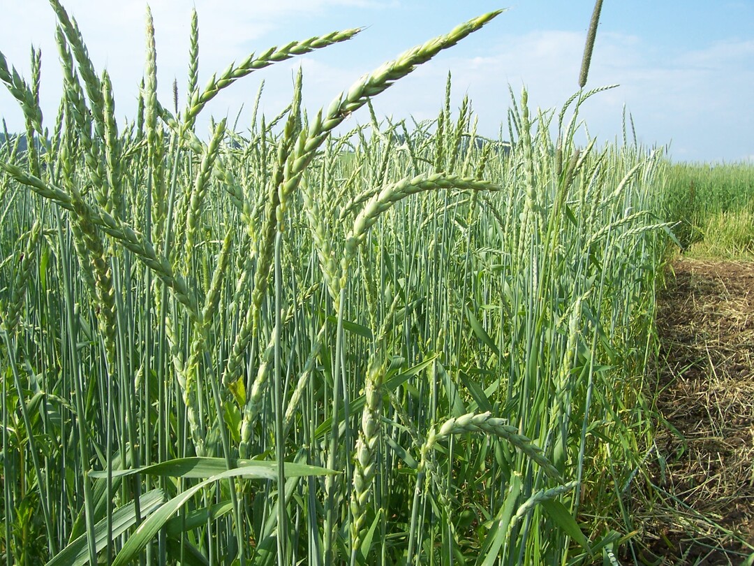 kodinkel im Landessortenversuch in Baden-Wrttemberg.
