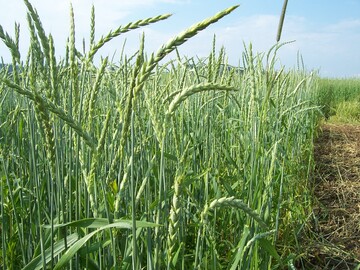 kodinkel im Landessortenversuch in Baden-Wrttemberg.