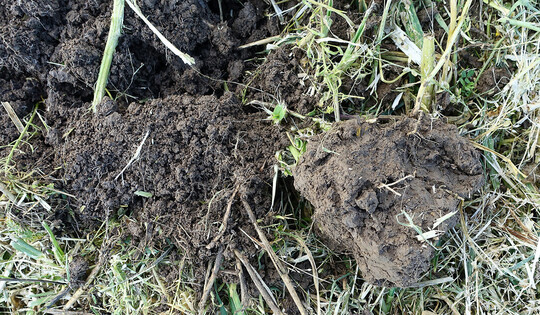 Wassergesttigte Bden in frostfreien Zeiten zu befahren (rechte Spatenprobe), verursacht erhebliche Schden an der Bodenstruktur.